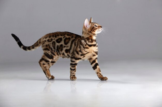 Gato de Bengala olhando para cima