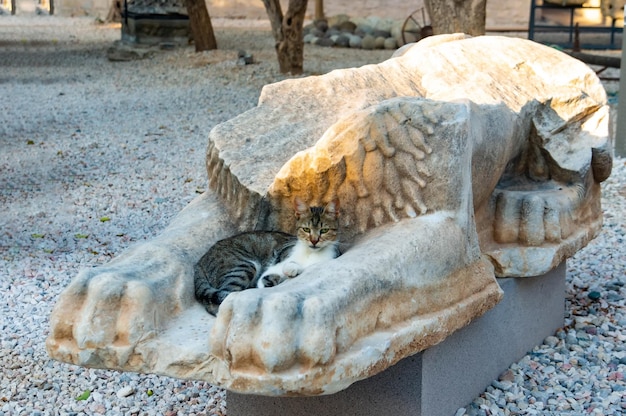 Gato de bodrum entre as mãos da antiga estátua de leão no castelo de são pedro