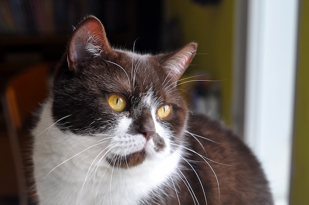 Gato de cabelo curto britânico com olhos amarelos brilhantes