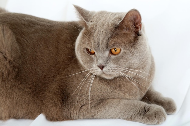 Gato de cabelo curto britânico sobre fundo claro