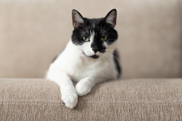 Gato de cabelo curto com manchas pretas e brancas sentado no sofá e olhando para nós gato curioso bonito