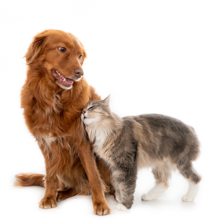 Foto gato de cabelos compridos, abraçando com um cachorro