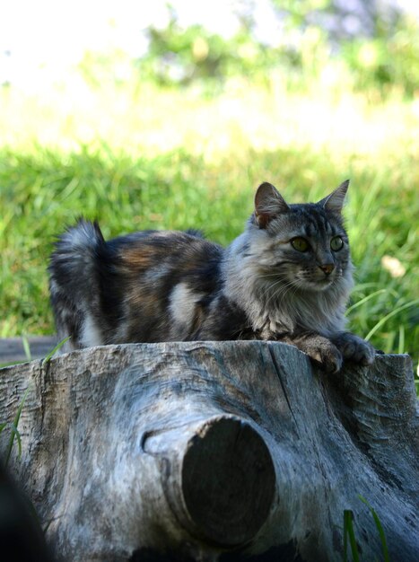 gato de cabelos longos deitado em um tronco ao ar livre