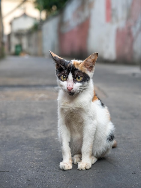 Gato de chita pequeno e bonito Gato de três cores sentado no chão de concreto ao ar livre foco seletivo em seu olho