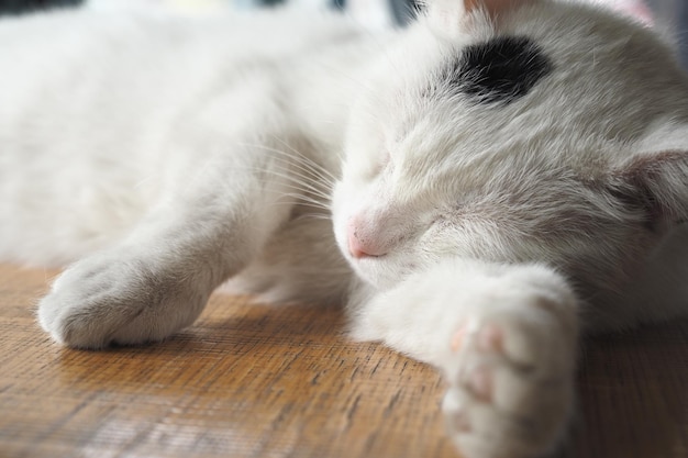 Gato de cor branca dormindo na mesa