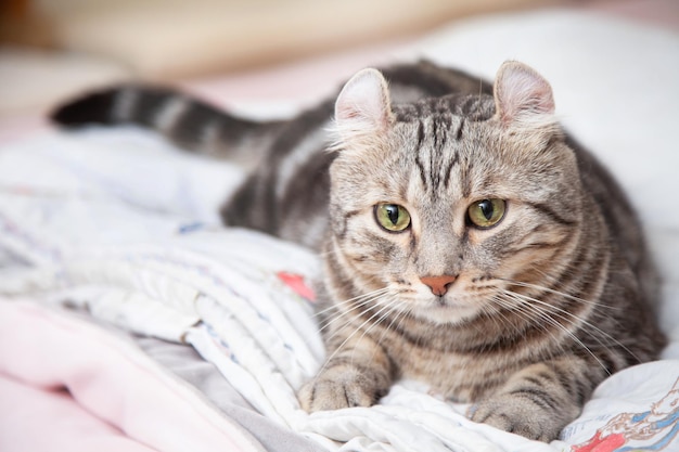 Gato de cor prata malhada Que orelhas, rola gatinho fofo ruivo no fofo animal de estimação Poses confortavelmente é feliz. Raça de gatos originada do criador de gatos American Curl e American Short Hair.