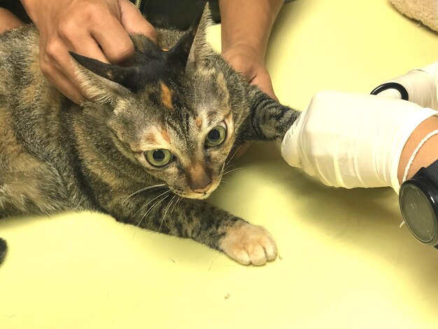 Foto gato de detenção veterinária