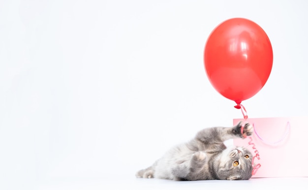 Gato de dobra escocesa cinza com balão vermelho e bolsa rosa comprando online espaço de cópia de gato feliz presente para animal de estimação