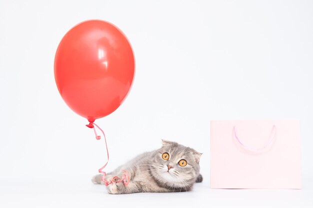 Gato de dobra escocesa cinza com balão vermelho e bolsa rosa comprando online espaço de cópia de gato feliz presente para animal de estimação