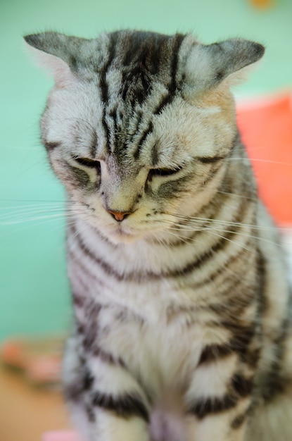 Gato de dobra escocesa sonolento