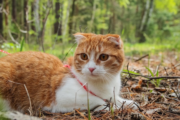 Gato de dobra vermelha na floresta