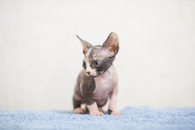 Gato de esfinge sem pêlos.