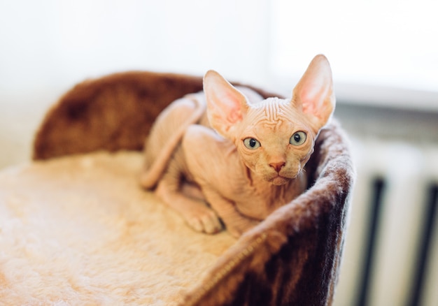 Gato de esfinge sem pêlos.