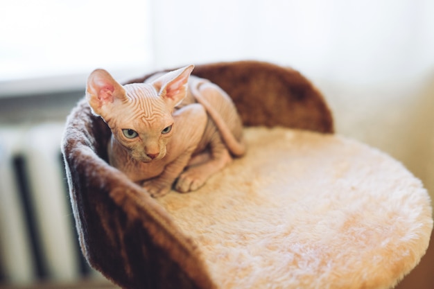 Gato de esfinge sem pêlos.