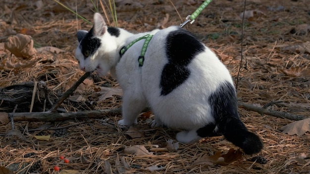 Gato de estimação em uma caminhada ao ar livre com trela e arreios. Mulher caminha com seu gato fofo na coleira na floresta em um gramado verde. Gatinho fofo caminha no parque com o proprietário. Clínica de cuidado de animais domésticos.