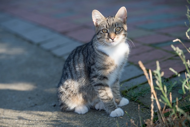 Gato de estimação ou gatinho fofo na rua sente-se na estrada, veterinário.