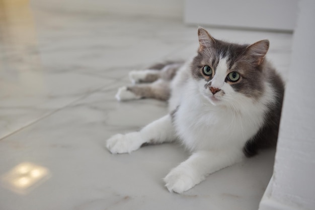 Gato de estimação sentado no chão de madeira em casa