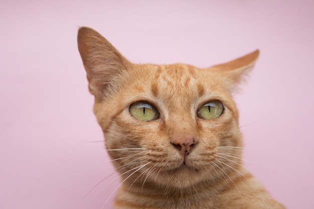 Gato de gato malhado bonito de gengibre no fundo rosa
