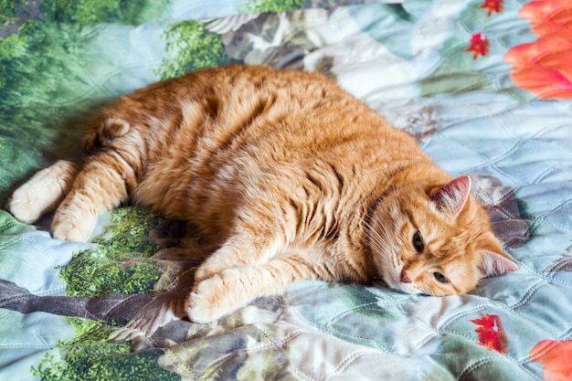 Gato de gengibre na cama em um cobertor