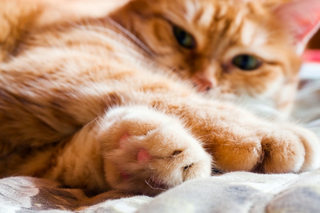 Gato de gengibre na cama em um cobertor