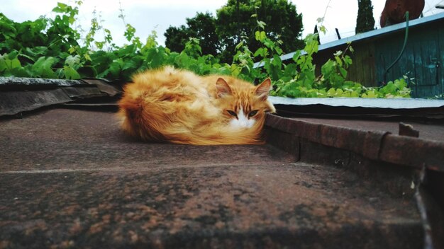 Gato de gengibre num telhado à beira-mar