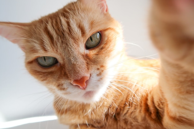 Gato de gengibre tomando um tiro de selfie e olhando seriamente.