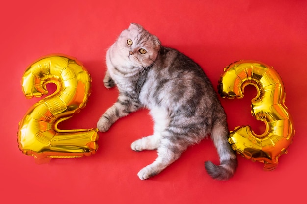 Gato de Natal 2023 Kitty com balões de folha de ouro número 2023 ano novo Gatinho listrado em fundo vermelho festivo de Natal Feliz Ano Novo