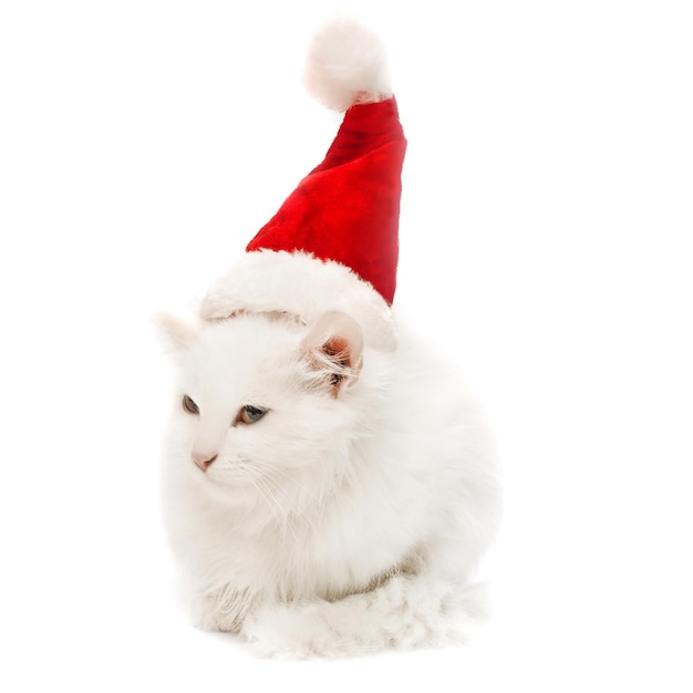 Gato de Natal branco com chapéu isolado no fundo branco