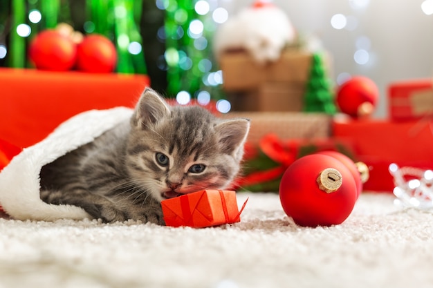 Gato de Natal brincar com caixa de presente Gatinho malhado