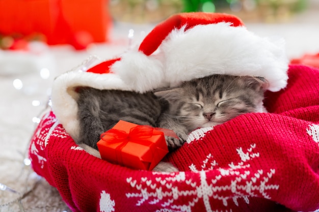 Gato de Natal com chapéu de Papai Noel segurando uma caixa de presente dormindo na manta sob a árvore de Natal