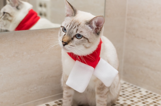 Gato de Natal com lenço vermelho sentado na bancada do banheiro dando banho, cuidados com animais de estimação e higiene