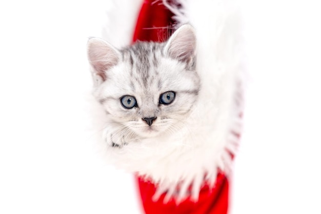 Gato de Natal, gatinho curioso, engraçado, listrado, com chapéu de Papai Noel vermelho de Natal em fundo branco