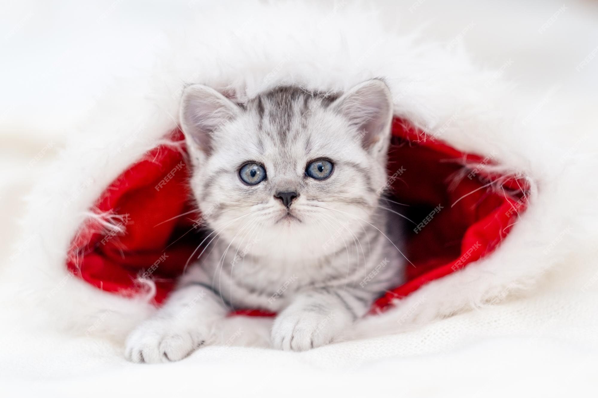 Gatinho Malhado Engraçado Brinca Com Decoração De Natal Chapéu De Papai  Noel Vermelho E Luzes PNG , Jogo De Gato, Gato Engraçado, Gato De Natal PNG  Imagem para download gratuito