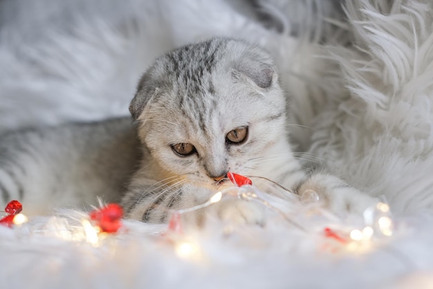 Gato de natal Gatinho escocês fofo e guirlanda de natal em manta branca e fofa