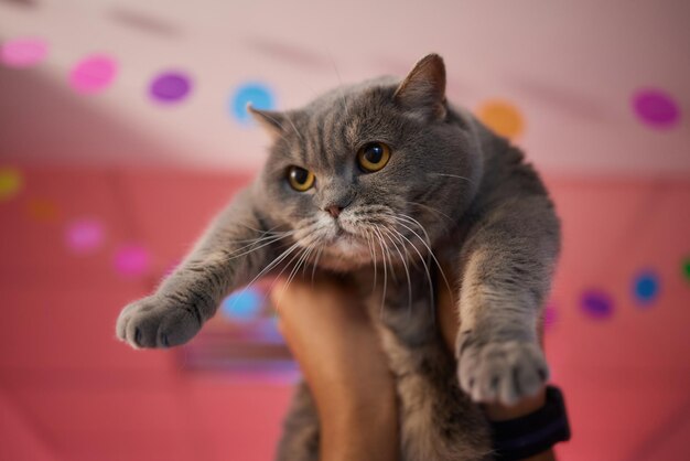 gato de natal. Retrato de gatinho listrado com guirlanda de luzes de Natal em fundo vermelho festivo.