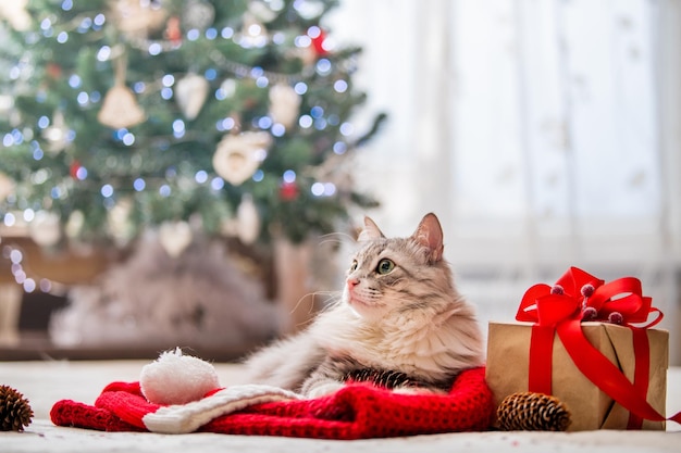 Gato de natal retrato de um gato gordo e fofo ao lado de uma caixa de presentes no fundo de uma árvore de natal e luzes de guirlandas