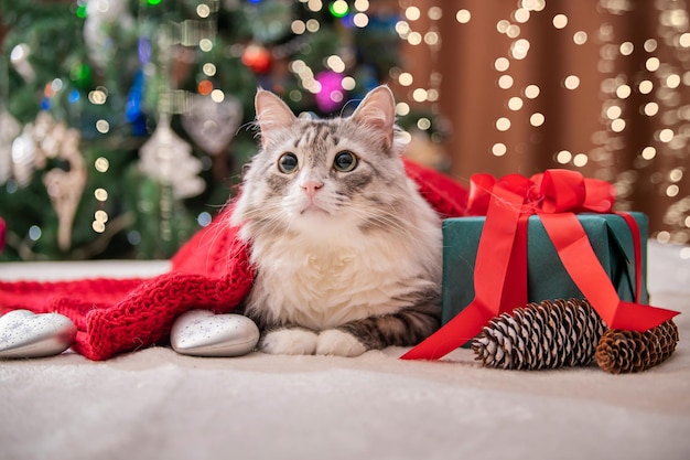 Gato de Natal. Retrato de um gato gordo fofo ao lado de uma caixa de presente no fundo de uma árvore de Natal e luzes de guirlandas.