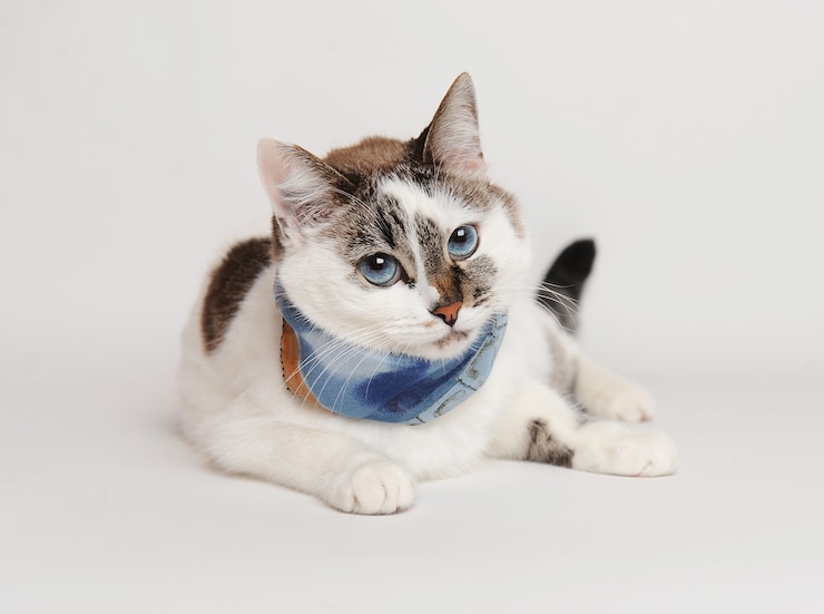 Foto gato de olhos azuis muito fofo e branco em um lenço azul sobre fundo branco isolado