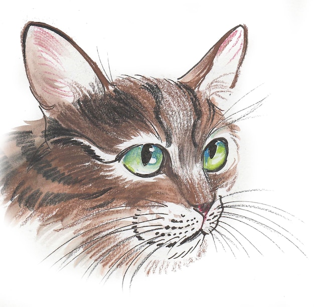 Gato de olhos verdes. Desenho a tinta e aguarela