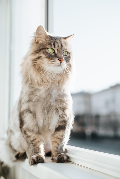 Gato de olhos verdes sentado no parapeito da janela pela janela aberta e olhando para longe dentro de casa Animal bonito descansando em um dia quente e brilhante Retrato vertical