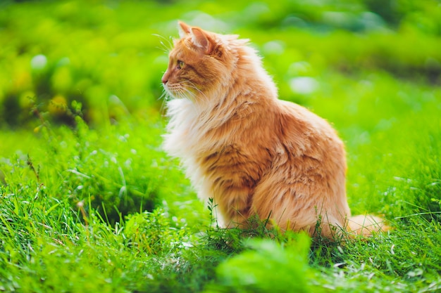 Gato de olhos verdes vermelho que descansa na grama verde.