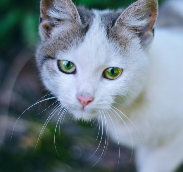 Gato de olhos verdes