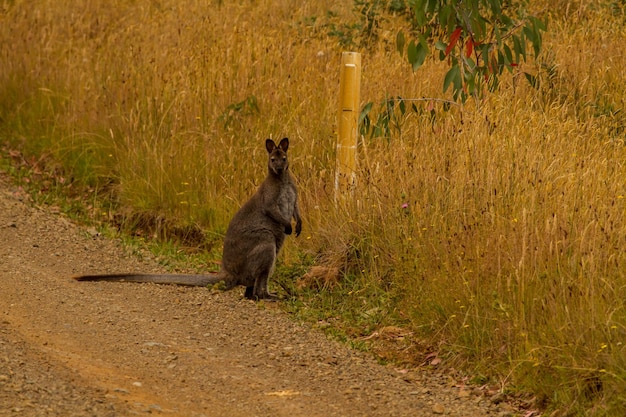 Gato de pé na estrada por terra