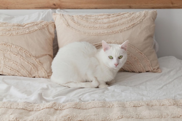 Gato de pele branca de olhos verdes de raça mista bonito na cama com manta de tecido bege e travesseiros