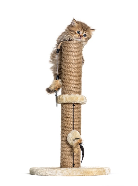 Gato de pêlo comprido britânico brincando em árvores de gato
