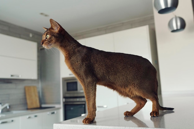 Gato de pêlo curto abissínio caminha em casa na mesa da cozinha