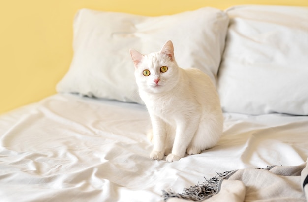 Gato de pêlo curto branco na cama