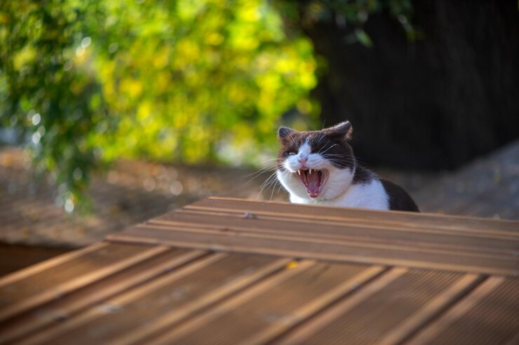 Foto gato de pêlo curto britânico bonito abre a boca em um dente exibindo um bocejo feroz isso dá a aparência de que o gato pode estar gritando ou berrando