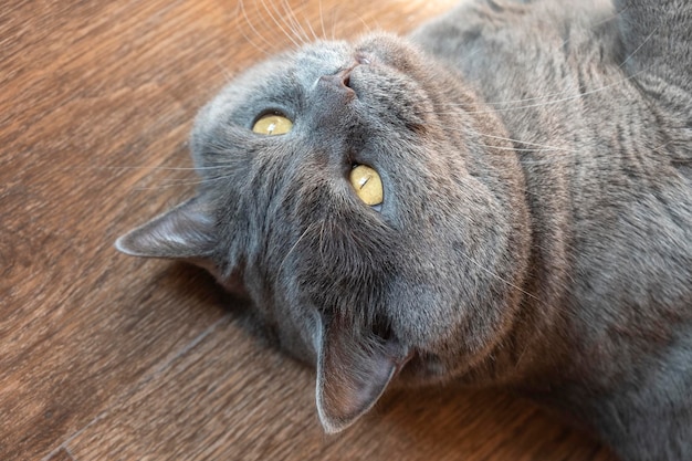 Gato de pêlo curto britânico castanho cinzento com olhos amarelos âmbar deitados de costas no chão castanho