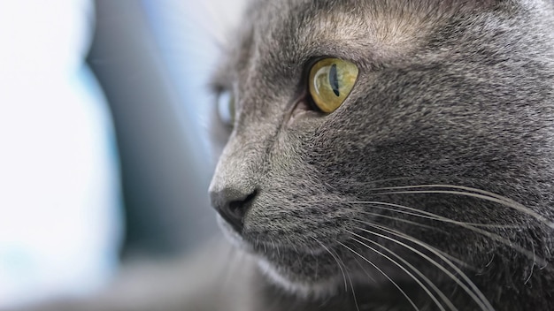 Gato de pelo curto britânico cinza com pelo azul supervisiona gatinhos